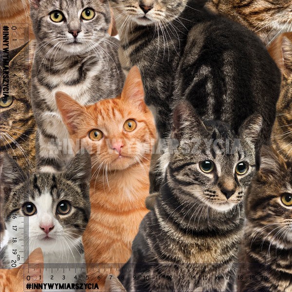 Welur Tapicerski Duże Koty Domowe Multi Innywymiarszycia 2381
