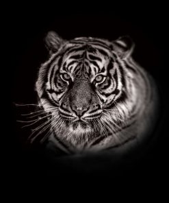 Panel wodoodporny głowa tygrysa sepi czarny