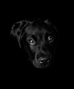 Panel welur głowa psa labrador czarny