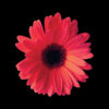 Panel wodoodporny różowa gerbera