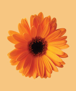 Panel wodoodporny pomarańczowa gerbera