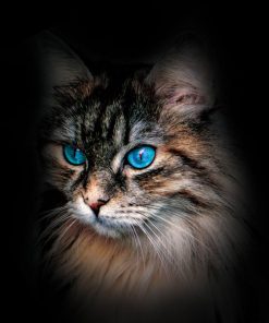 Panel dzianina kot długowłosy niebieskie oczy czarny