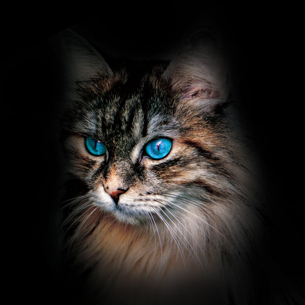 Velourpanel af en langhåret kat med øjne -