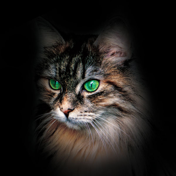 Neulottu kangaspaneeli pitkäkarvainen kissa vihreä silmät musta - #ompelun  mitat