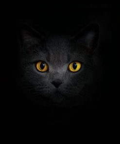 Panel welur kot w ciemności żółte oczy