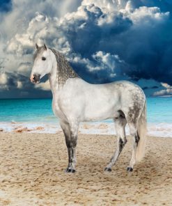 Panel welur koń na plaży