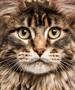 Panel welur kot maine coon portret 4