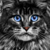 Panel wodoodporny kot maine coon portret 5