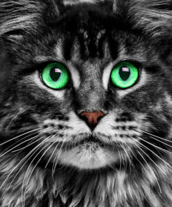 Panel welur kot maine coon portret 6