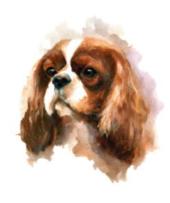 Panel welur Cavalier King Charles Spaniel 2