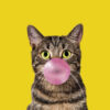 Panel dzianina kot bubble gum cat 1
