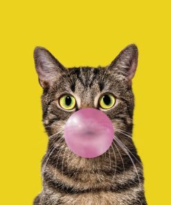 Panel dzianina kot bubble gum cat 1