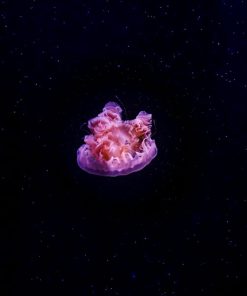 Panel welur meduza