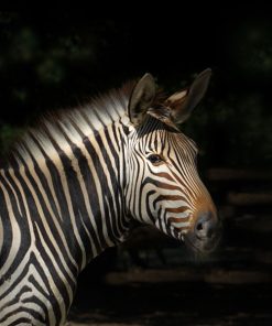 Panel welur zebra
