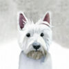 Panel wodoodporny portret westie